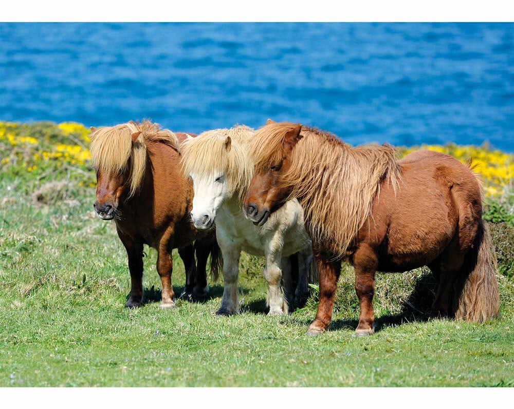 Shetland Pony For Sale